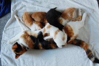 Cutest kitten pic 01