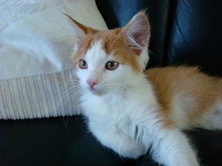 Click on the image to see another cute kitten photo