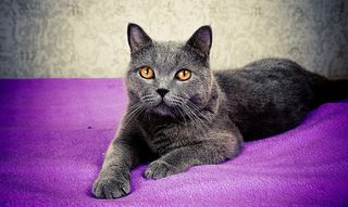 Cutest kitten pic 01