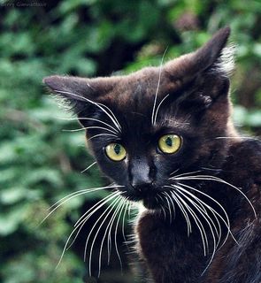 Cutest kitten pic 02