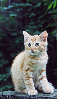 Click on the image to see another cute kitten photo