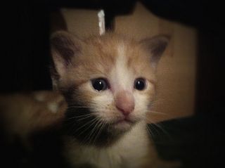 Cutest kitten pic 01