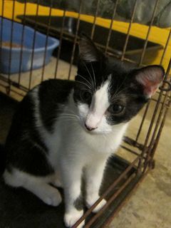 Cutest kitten pic 01