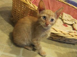 Cutest kitten pic 01