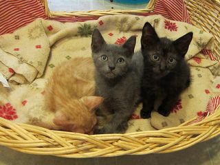 Cutest kitten pic 01