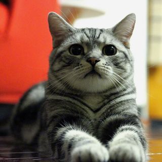 Click on the image to see another cute kitten photo