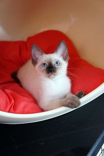Click on the image to see another cute kitten photo