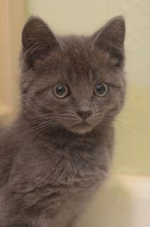 Click on the image to see another cute kitten photo