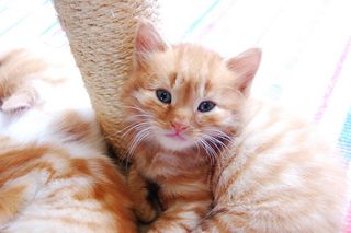 Click on the image to see another cute kitten photo