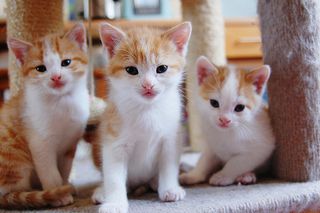 Cutest kitten pic 02