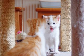 Cutest kitten pic 02