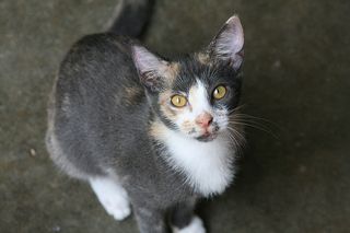 Cutest kitten pic 01