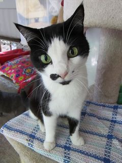 Cutest kitten pic 01