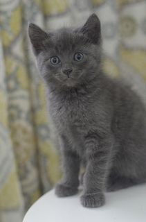 Cutest kitten pic 02