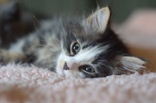 Click on the image to see another cute kitten photo