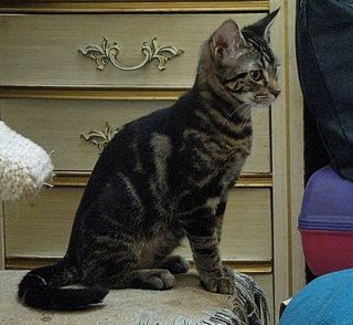 Cutest kitten pic 02