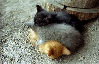 Cutest kitten pic 02