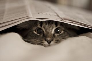 Cutest kitten pic 02