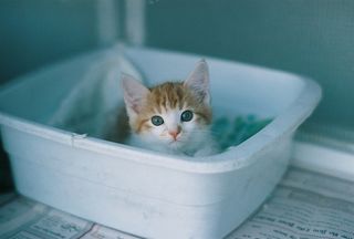 Cutest kitten pic 01