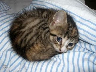 Cutest kitten pic 02