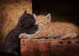Cutest kitten pic 02