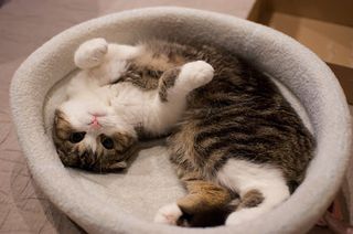 Cutest kitten pic 01