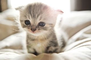 Cutest kitten pic 02