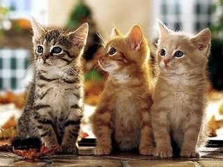 Cutest kitten pic 02