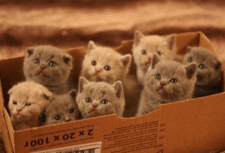 Cutest kitten pic 01