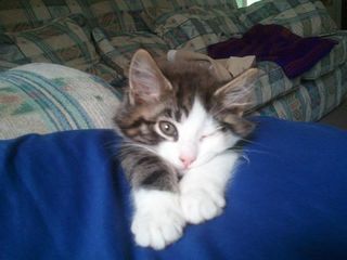 Cutest kitten pic 01