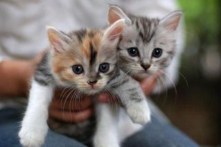 Cutest kitten pic 01