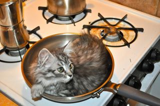 Click on the image to see another cute kitten photo