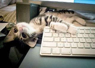 Click on the image to see another cute kitten photo