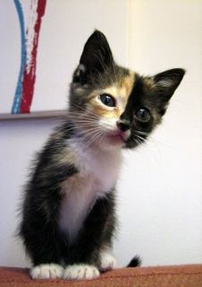 Cutest kitten pic 02
