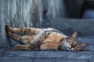 Click on the image to see another cute kitten photo