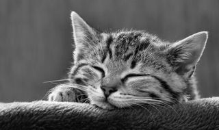 Click on the image to see another cute kitten photo