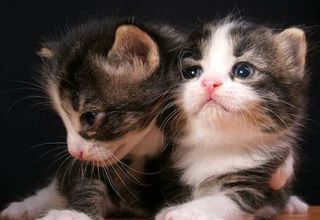 Cutest kitten pic 02