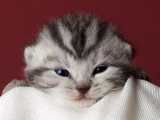 Click on the image to see another cute kitten photo
