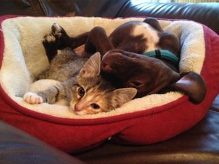 Click on the image to see another cute kitten photo