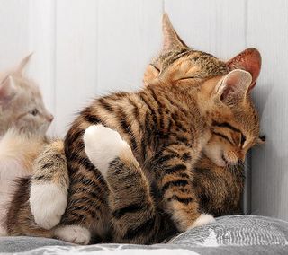 Cutest kitten pic 01