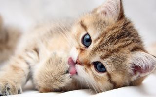 Cutest kitten pic 02