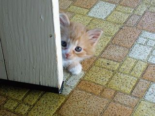 Cutest kitten pic 01
