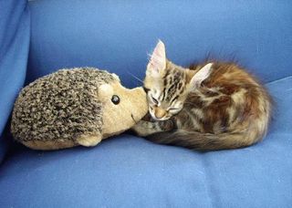 Cutest kitten pic 01