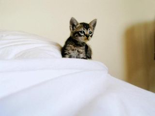 Cutest kitten pic 02