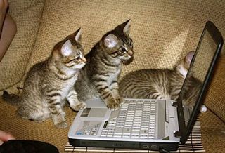 Cutest kitten pic 01