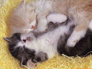 Cutest kitten pic 02