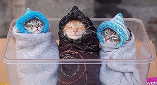 Cutest kitten pic 02