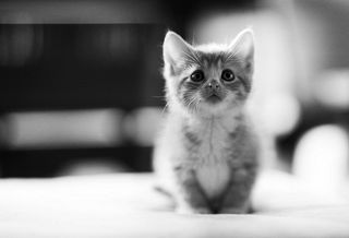 Cutest kitten pic 02