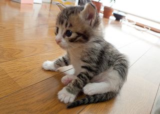 Cutest kitten pic 02