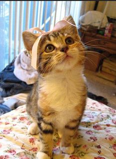 Click on the image to see another cute kitten photo